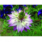 Nigella sativa P.E