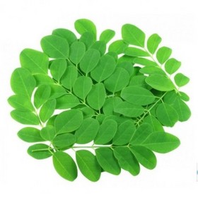 Moringa Oleifera Extract