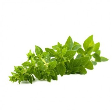 Oregano Leaf Extract