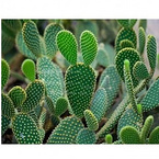 Nopal Extract