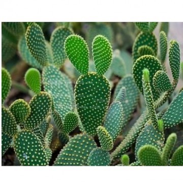 Nopal Extract