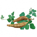 Pueraria Lobate Extract