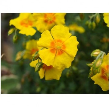 Rock Rose P.E.(Cistus creticus)