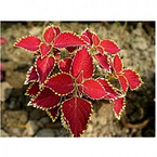 Coleus Forskohlii Extract