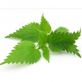 Nettle Extract(Urtica Dioica)