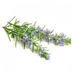 Rosemary Extract