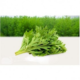 Artemisia Dracunculus Extract