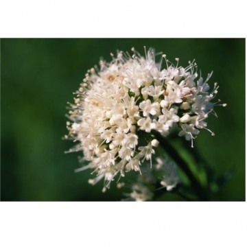 Angelica Archangelica Extract