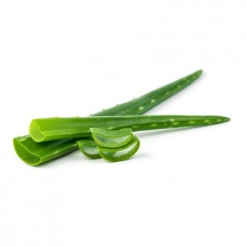 Aloe vera Extract