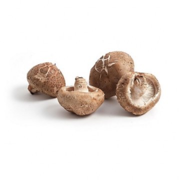 Shiitake Mushroom Extract