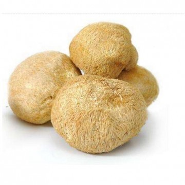 Hericium erinaceus Extract