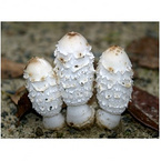 Coprinus Comatus P.E.