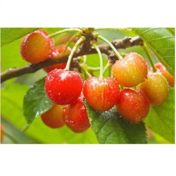 Acerola Cherry Extract