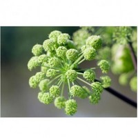 Angelica Extract(Dong Quai extract)