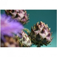 Artichoke Extract