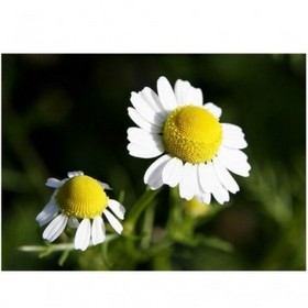 Chamomile Extract