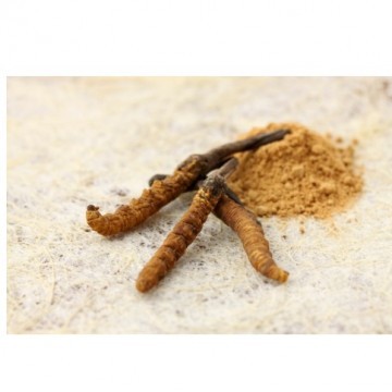 Cordyceps sinensis Extract