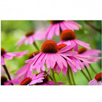 Echinacea Purpurea extract