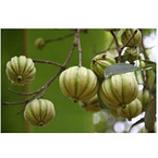 Garcinia cambogia Extract