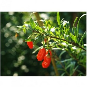 Goji Extract(Wolfberry)