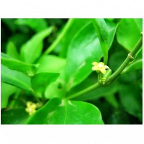 Gymnema Sylvestre extract