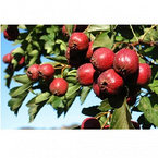 Hawthorn Berry/Leaf Extract