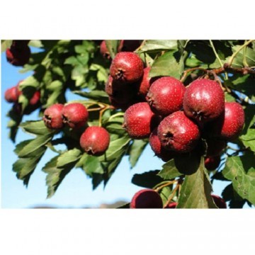 Hawthorn Berry/Leaf Extract