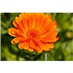 Lutein(Marigold Extract)