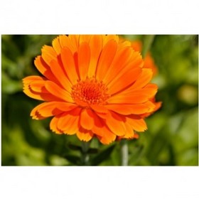 Lutein(Marigold Extract)