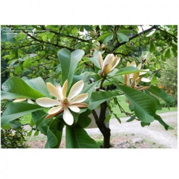 Magnolia Bark Extract