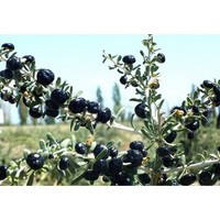 Organic Loose Black Goji Berry