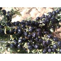 Black Dry Gogi (Wolfberry) Fruit