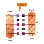 Feed Nucleotides