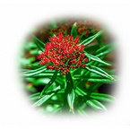 Rhodiola Rosea Extract Rosavins 3% 5%