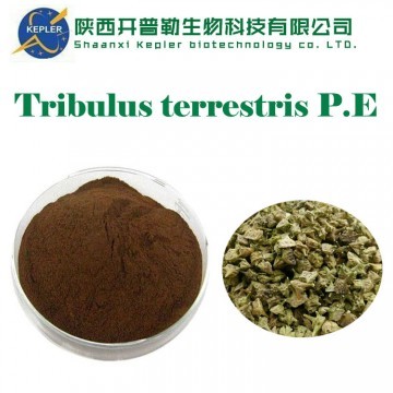 Tribulus terrestris extract