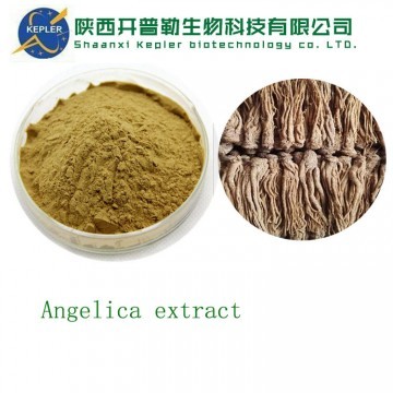 Angelica extract