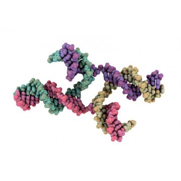 7-Hydroxy-3,4-dihydrocarbostyril