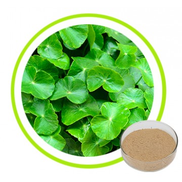 Centella Asiatica Extract Powder 10% 40%