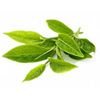 Green Tea Extract