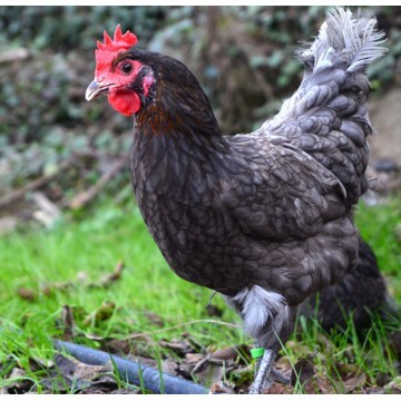 Feed Supplemental Premix for Economic Animals （livestock poultry and aquatics）