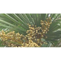 Saw palmetto Extract
