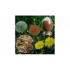 Dandelion Extract