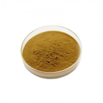 Antrodia cinnamomea Extract