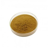 Antrodia cinnamomea Extract