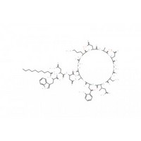 Daptomycin