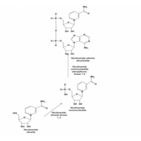  β-Nicotinamide mononucleotide (NMN);