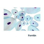 Ferritin