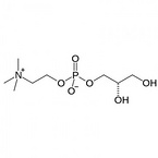 L-Alpha-Glycerophosphoryl Choline