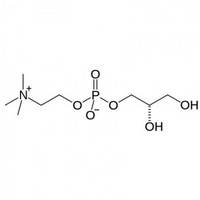 L-Alpha-Glycerophosphoryl Choline