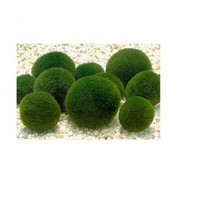 chlorella powder protein 55% food grade